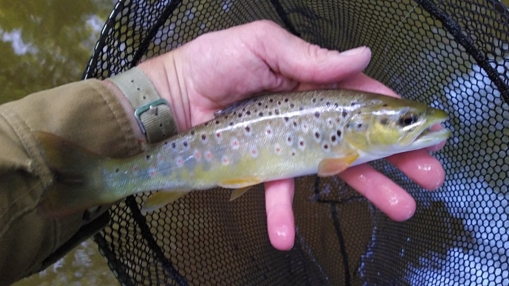 Photo of a better trout